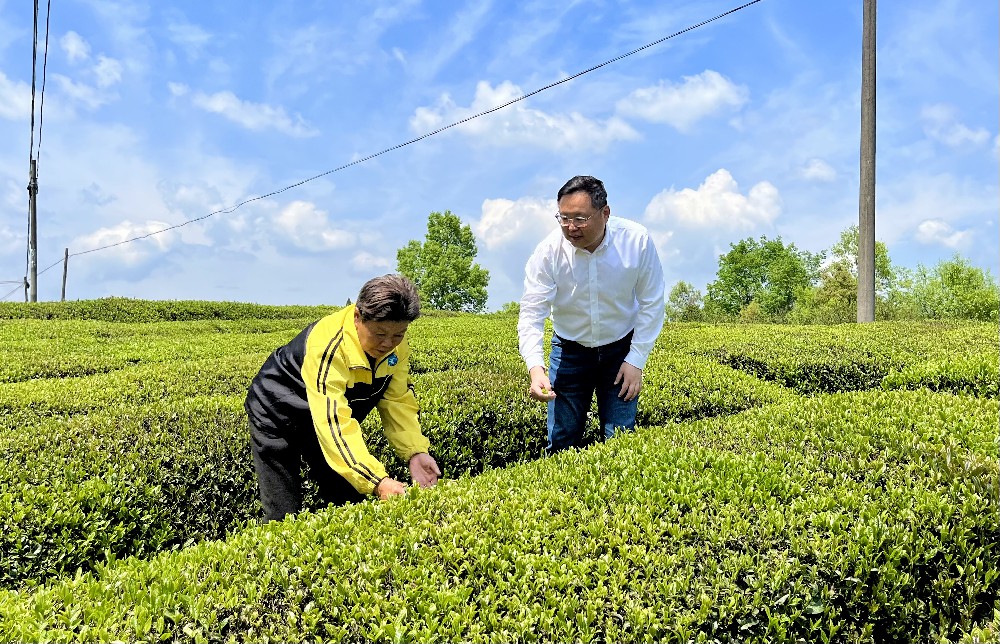 【农担快讯】宜昌分公司抢抓春茶上市 “鲜机”全力助推茶产业发展